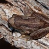 Rosnice Ewingova - Litoria ewingi - Southern Brown Tree Frog o0040